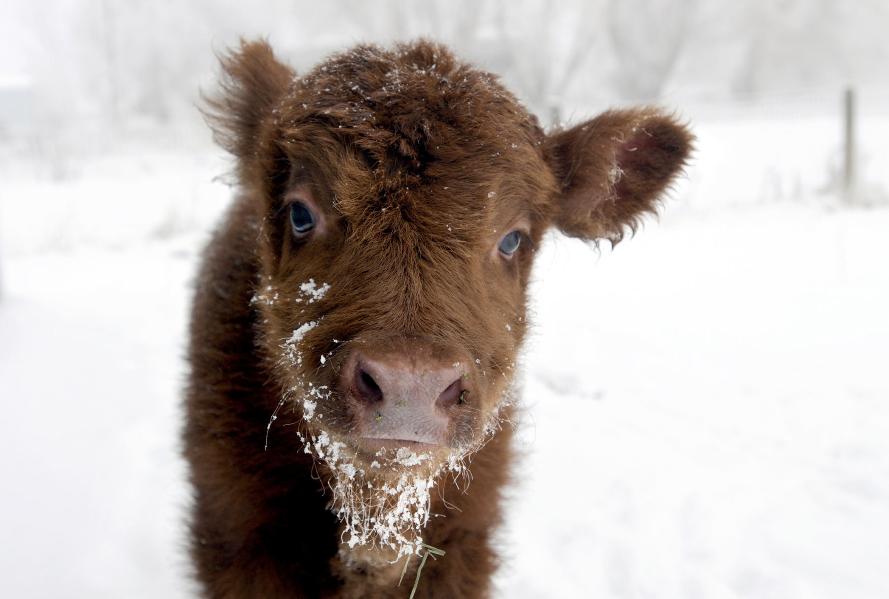 Calving in the cold